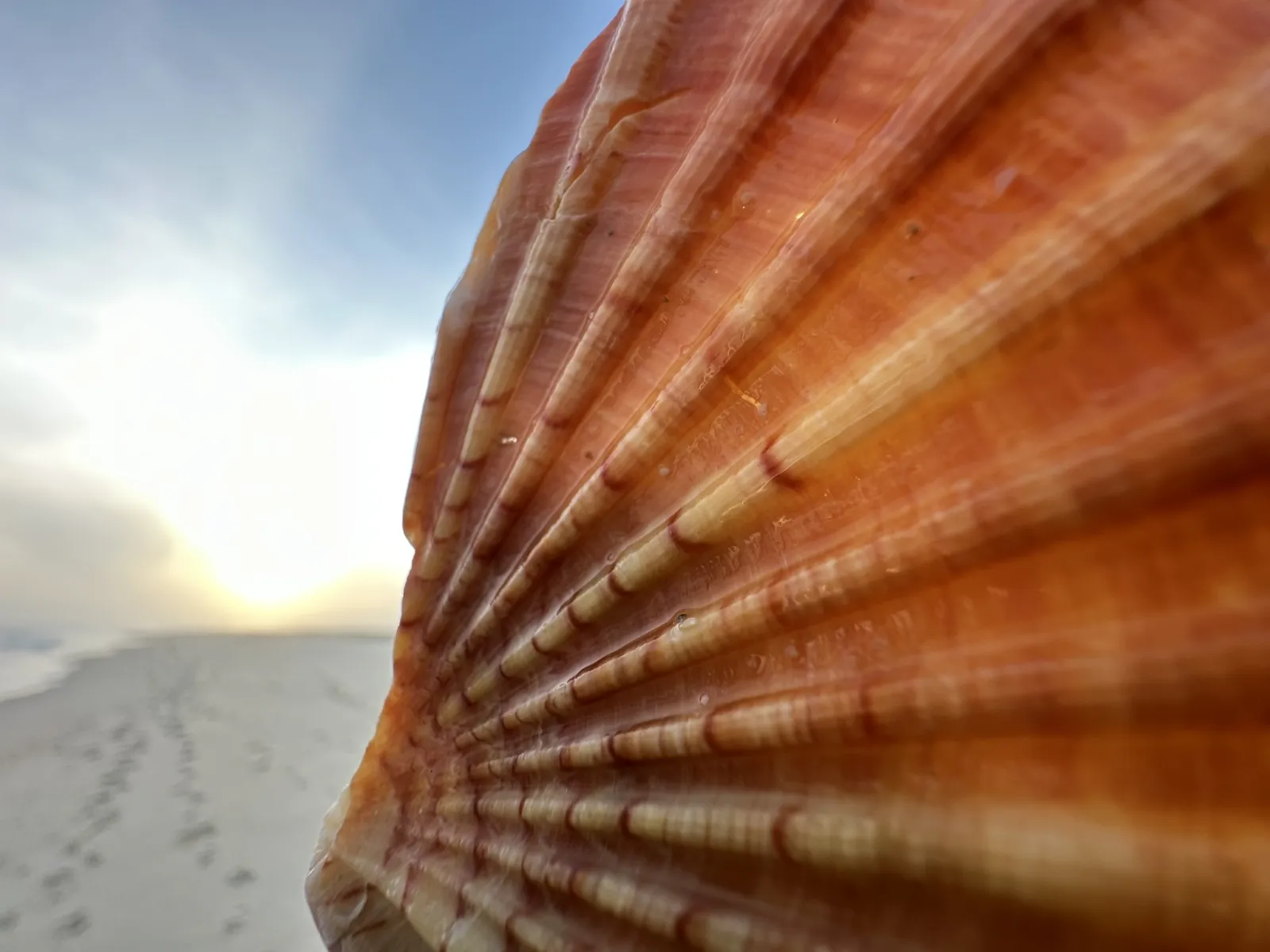 Orange seashell held close to the camera at sunset on a beach